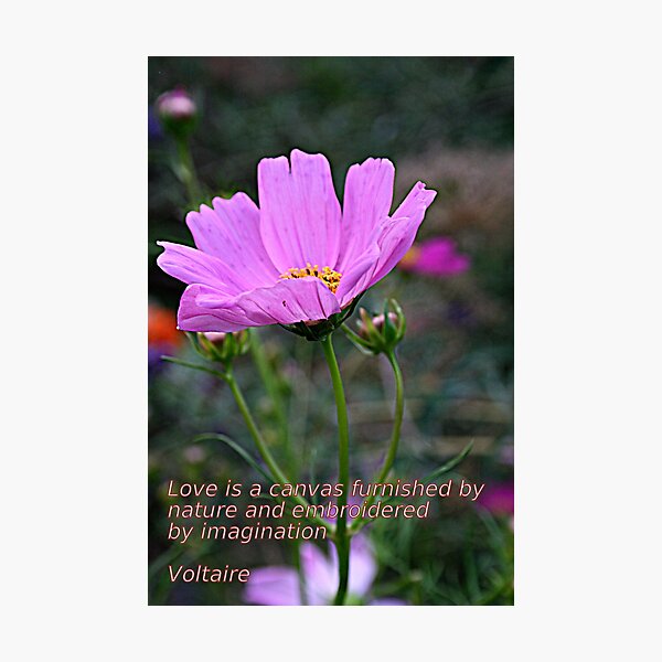 Item preview, Delightful Cosmo designed and sold by kkphoto1.