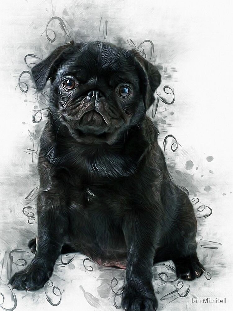 Black Pug by MitchellAK