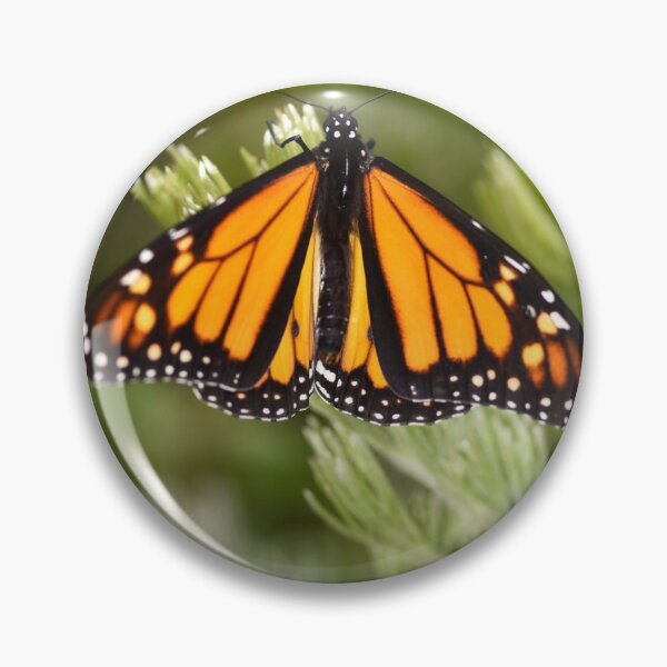 Item preview, Monarch Butterfly Spreading its Wings designed and sold by imaginethis.