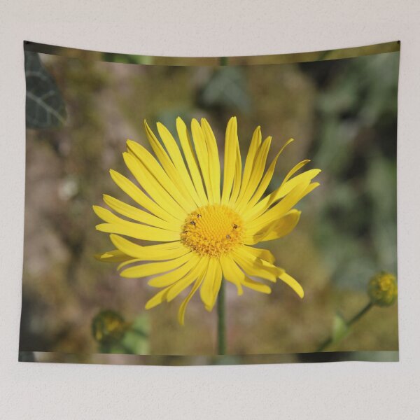 Item preview, Yellow spring flower doronicum orientale designed and sold by EstelleRossetti.