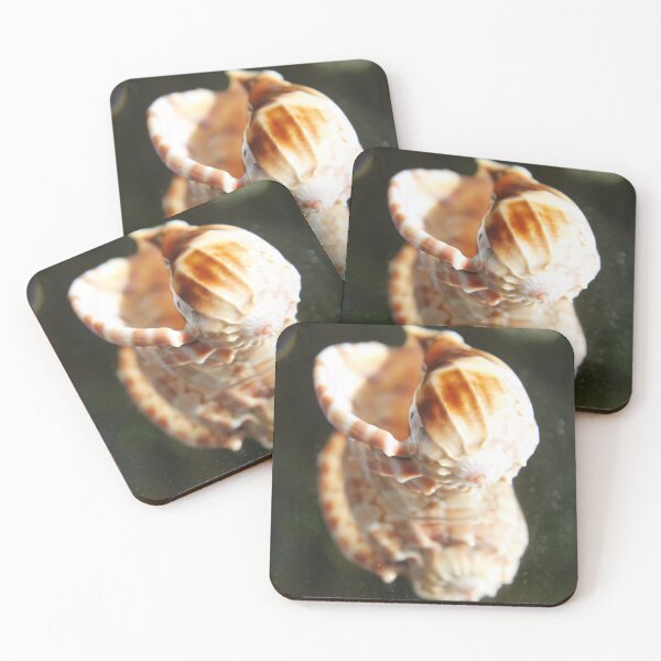 Item preview, Spiral ribbed harp ocean predatory snail shell	 designed and sold by EstelleRossetti.