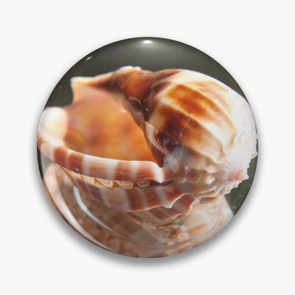 Item preview, Spiral ribbed harp ocean predatory snail shell	 designed and sold by EstelleRossetti.