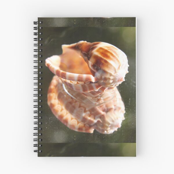 Item preview, Spiral ribbed harp ocean predatory snail shell	 designed and sold by EstelleRossetti.
