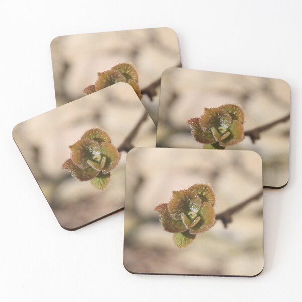 Item preview, Kiwifruit bud branch and leaves during springtime	 designed and sold by EstelleRossetti.