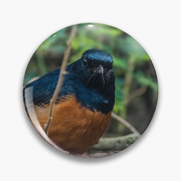 Item preview, White-rumped shama designed and sold by KensLensDesigns.