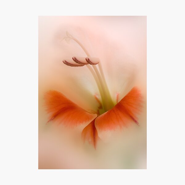 Close up photograph of a peach gladiolus flower Photographic Print
