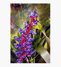Transported to the tropics Photographic Print