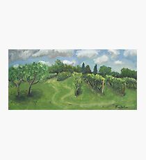 Vineyard Photographic Print