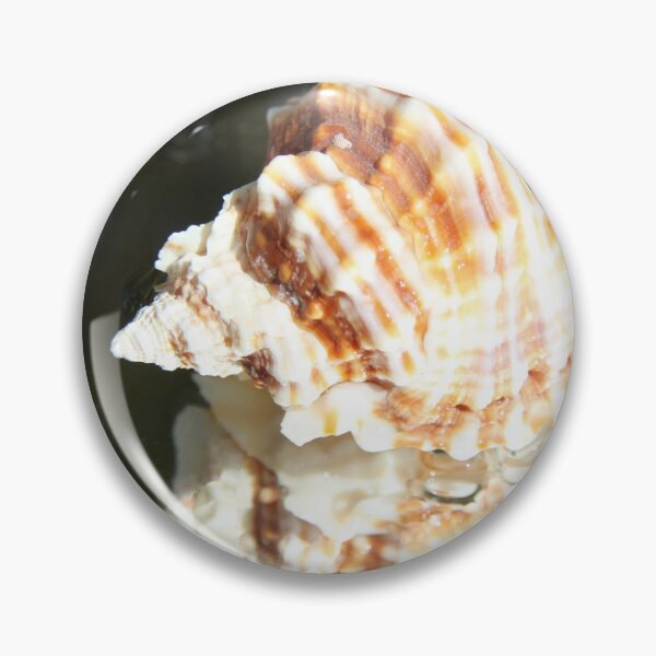 Item preview, Spiral ribbed harp ocean predatory snail shell	 designed and sold by EstelleRossetti.