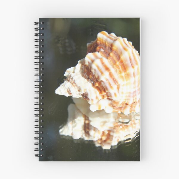 Item preview, Spiral ribbed harp ocean predatory snail shell	 designed and sold by EstelleRossetti.
