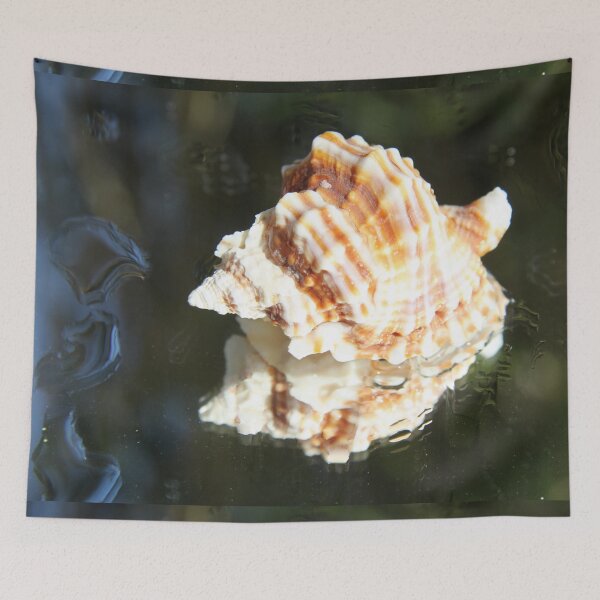 Item preview, Spiral ribbed harp ocean predatory snail shell	 designed and sold by EstelleRossetti.