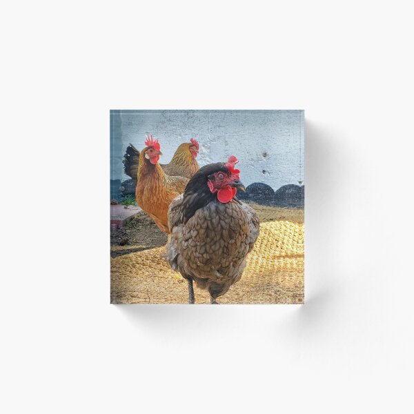 Item preview, The Treo chickens   designed and sold by Picturethat1.
