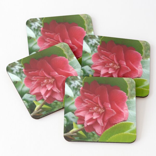 Item preview, Camellia - Tresco Abbey Gardens, Scilly Isles designed and sold by niki2028.