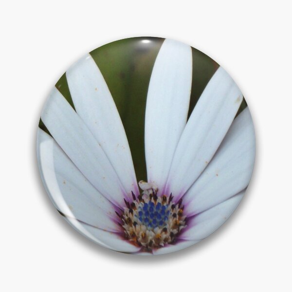 Item preview, White Blue-Eyed Daisy, Tresco Abbey Gardens designed and sold by niki2028.
