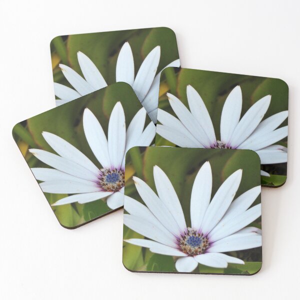 Item preview, White Blue-Eyed Daisy, Tresco Abbey Gardens designed and sold by niki2028.