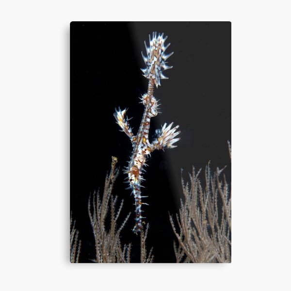 Waiting to pounce Metal Print