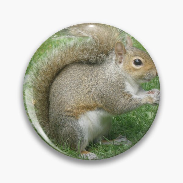 Item preview, Cute Grey Squirrel and Daisies Photograph designed and sold by naturegallery.