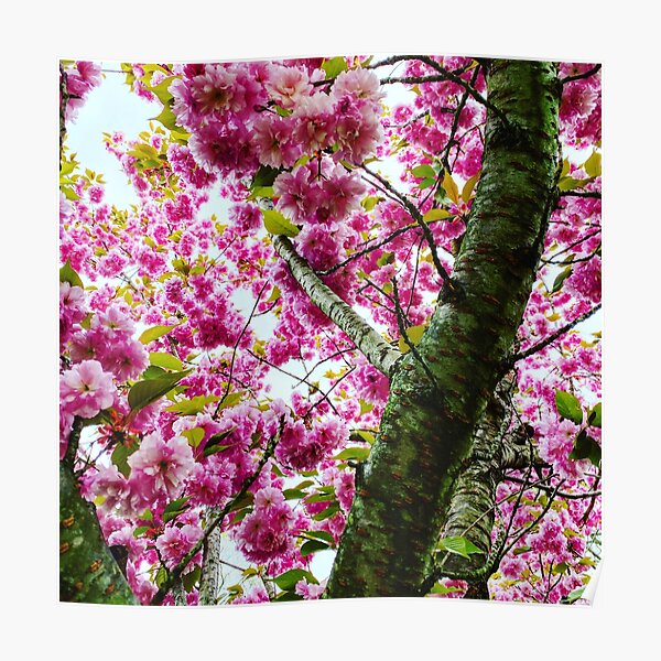 Flower Riot Poster