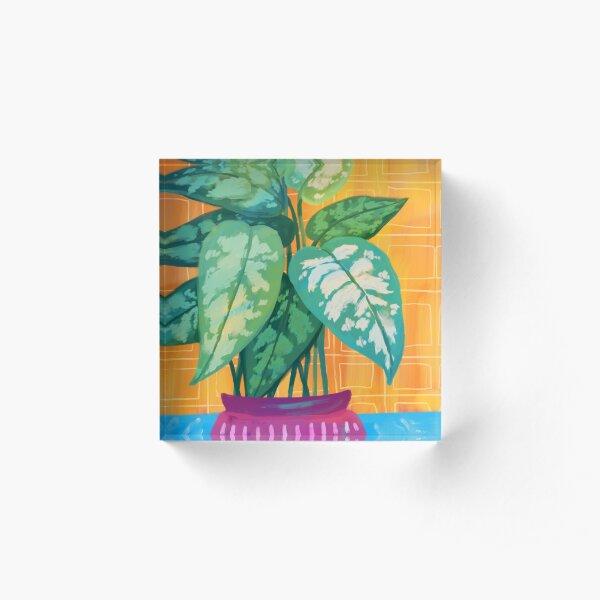 Chinese Evergreen Acrylic Block