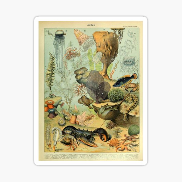 Item preview, antique underwater fish watercolour restored print sealife oceanic 1800s  designed and sold by mysticladyart.