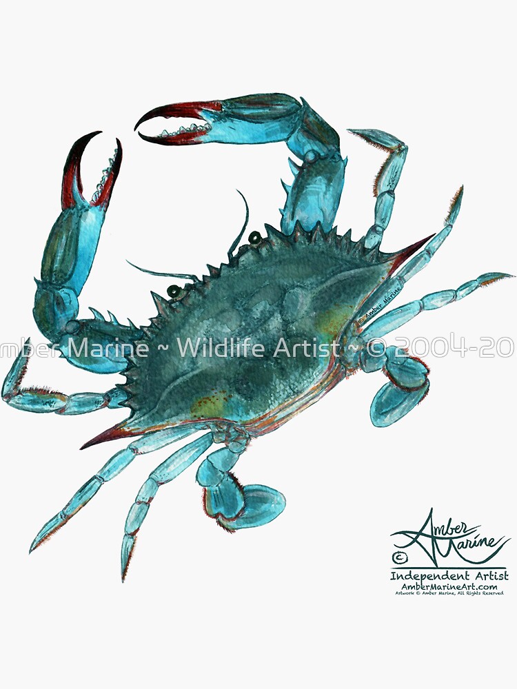 "Blue Crab" by Amber Marine, watercolor painting, © 2013 by AmberMarine
