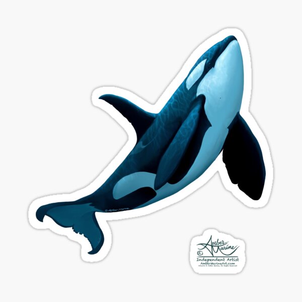 "The Dreamer" by Amber Marine ~ (Copyright 2015) orca art / killer whale digital painting Sticker