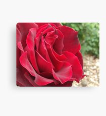 Rosa Rosenthal Canvas Print