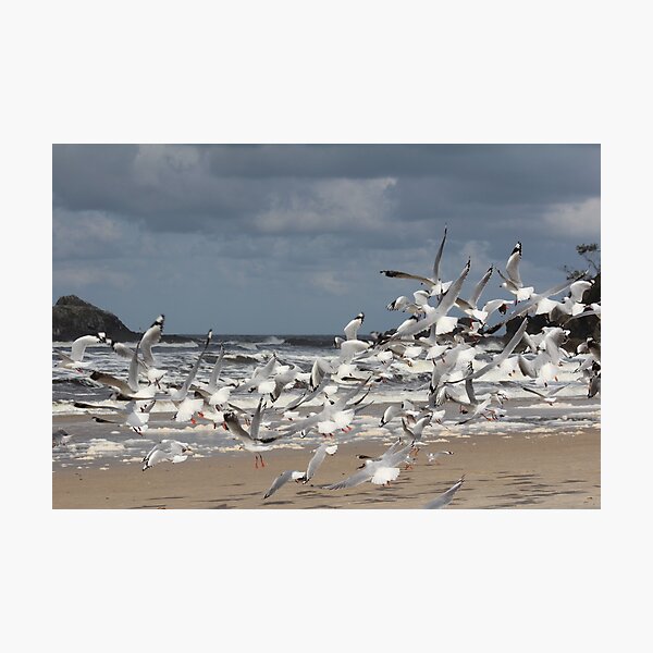 Item preview, Take Off to Bird Island - Broken Head - Australia  designed and sold by Louise Linossi Telfer.