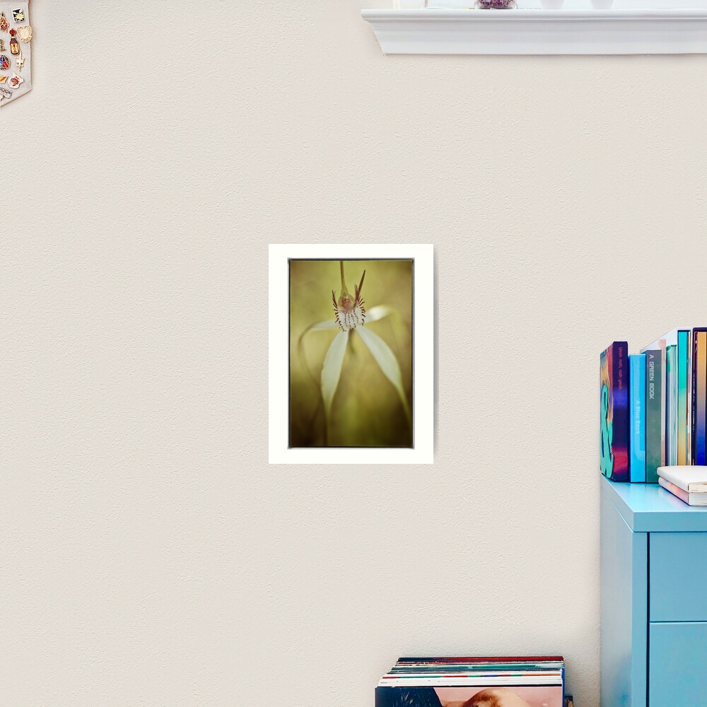 White Spider Orchid (Caladenia longicauda). Art Print