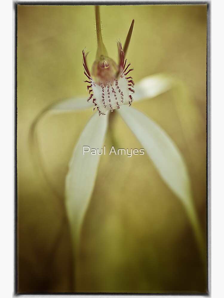 White Spider Orchid (Caladenia longicauda). by AmyesPhotograph