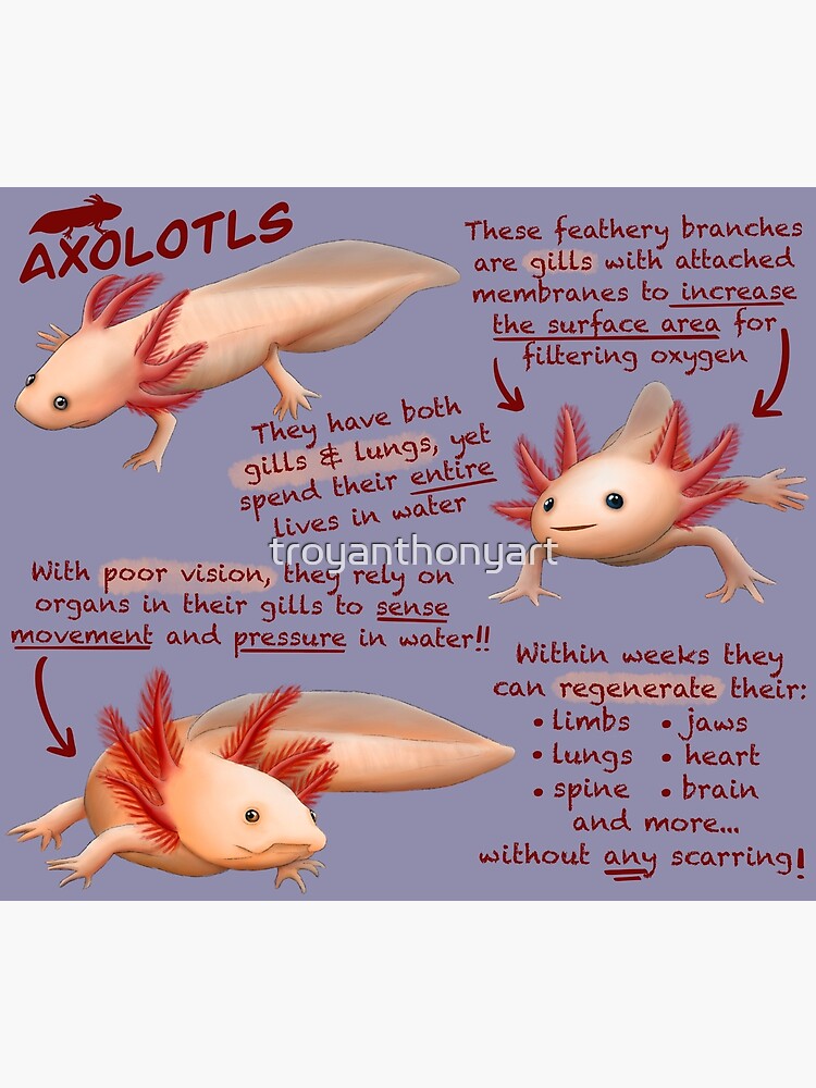 Axolotls