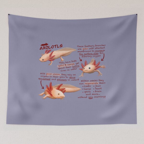 Item preview, Axolotls Fun Facts designed and sold by troyanthonyart.