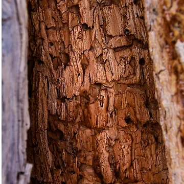 Artwork thumbnail, Tree rot pattern by Ken Macune