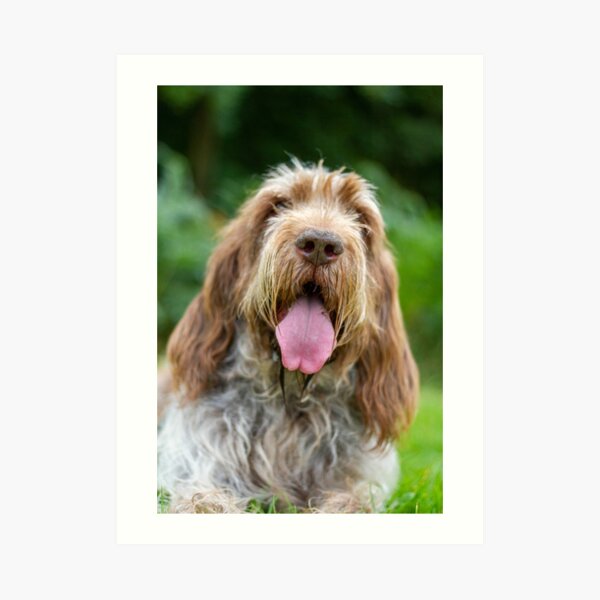 Happy Panting Spinone Art Print