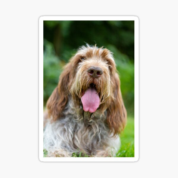 Happy Panting Spinone Sticker
