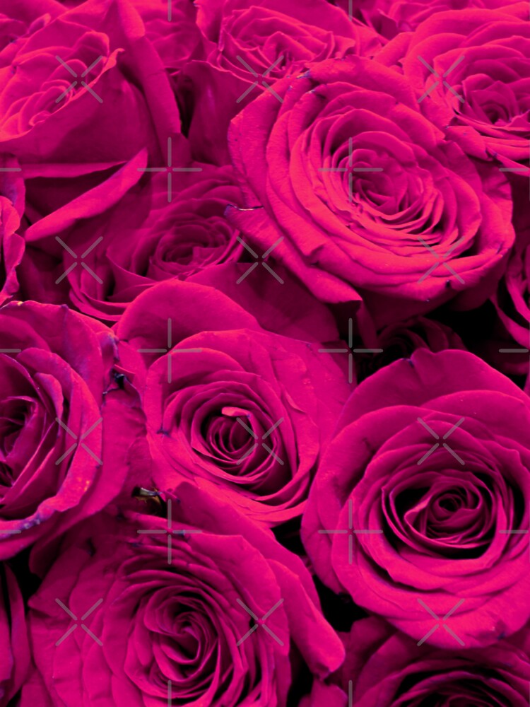 Pink Rose, pink rose, flower, bonito, HD phone wallpaper | Peakpx