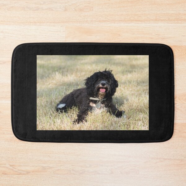 Item preview, Black Cavapoo Puppy designed and sold by Jane Stanley Photography.