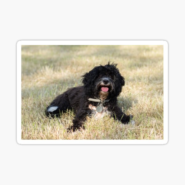 "Black Cavapoo Puppy" Sticker for Sale by JStanley19 | Redbubble