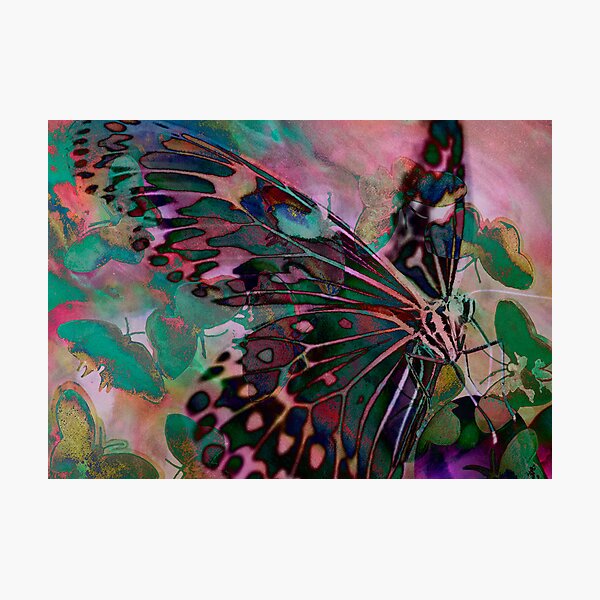 Digital: Butterflies layered delicately with a soft pink background Photographic Print