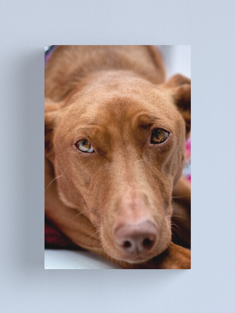 Alternate view of A pharoah's gaze Canvas Print