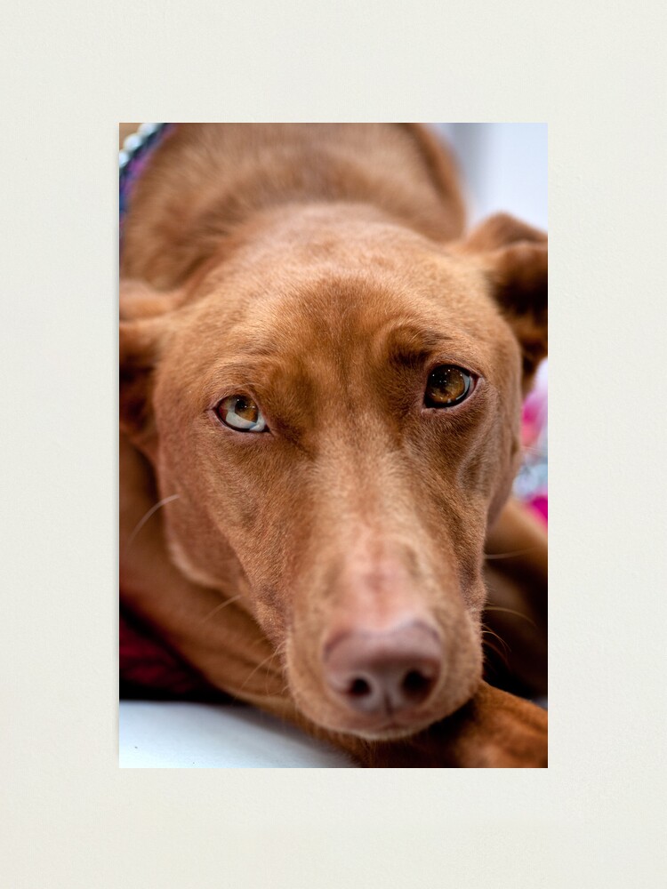 Alternate view of A pharoah's gaze Photographic Print