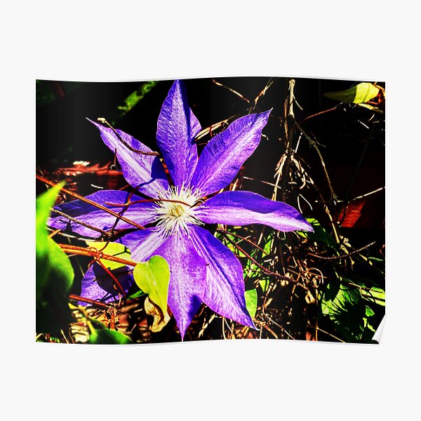 Clematis Poster