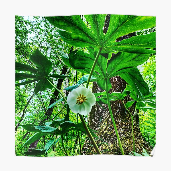 Mayapple Poster