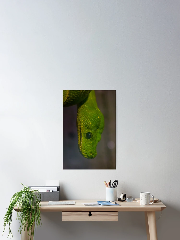 Thumbnail 2 of 3, Poster, Green Tree Python designed and sold by Airpower Art.