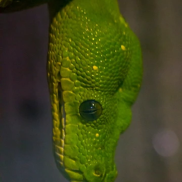 Artwork thumbnail, Green Tree Python by Airpower Art