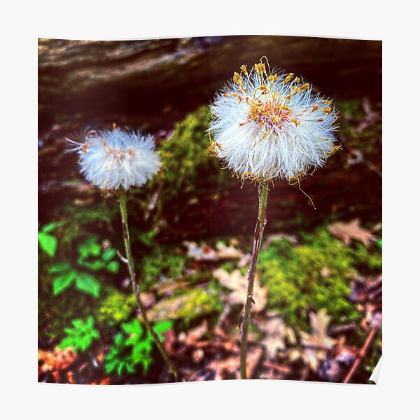 Coltsfoot Poster