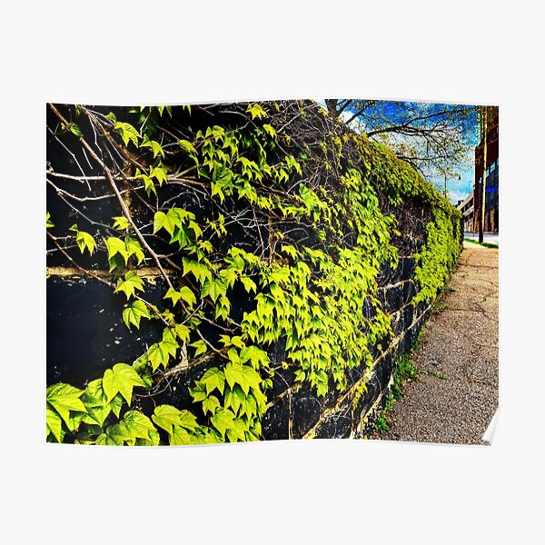 Wall of Ivy Poster