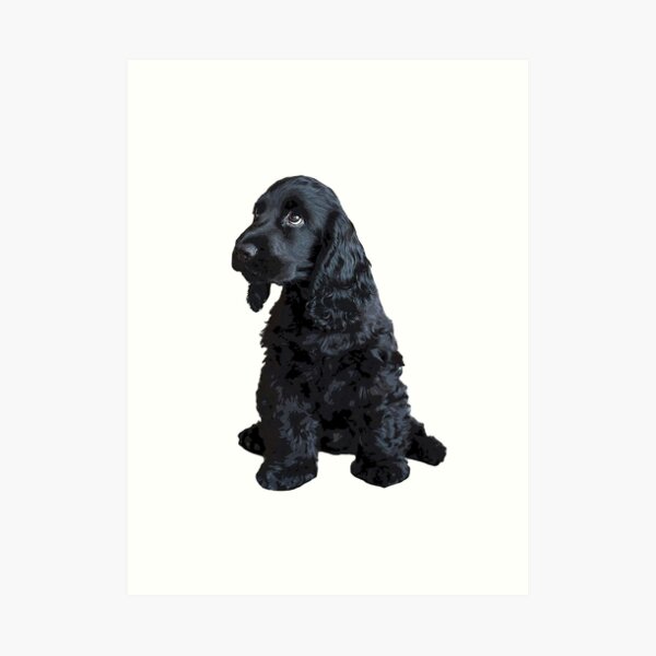 small black cocker spaniel