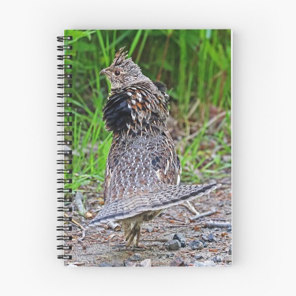 Item preview, Ruffed Grouse Display designed and sold by Deb Oppermann.