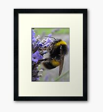 Bumble Framed Print